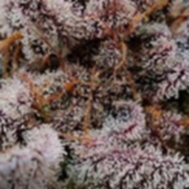 Black Farm Genetix Cannabis Seeds Limosa