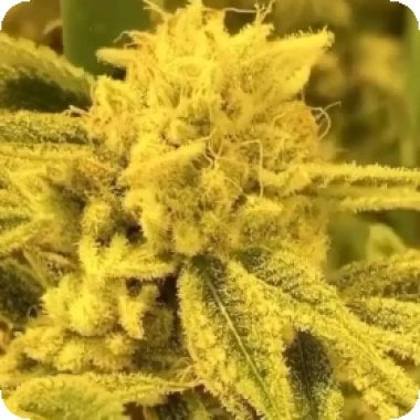 Black Farm Genetix Cannabis Seeds Zkittles Divorce