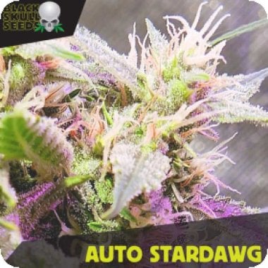 Black Skull Cannabis Seeds Auto Stardawg