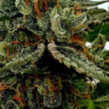 Black  Skull  Cannabis  Seeds  Bruce  Banner