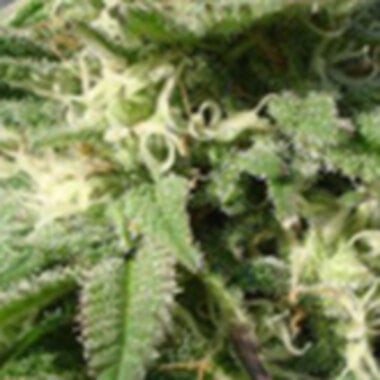 Black  Skull  Cannabis  Seeds  Bubble  Bud