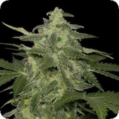 Black  Skull  Cannabis  Seeds  Diesel  Matic