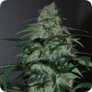 Black  Skull  Cannabis  Seeds  Five  O