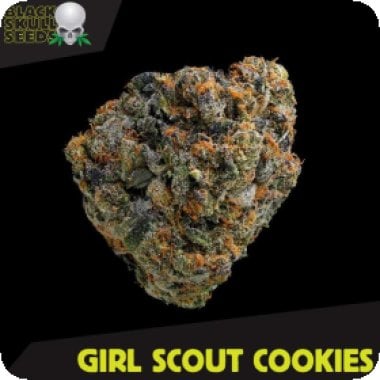 Black  Skull  Cannabis  Seeds  Girl  Scout  Cookies