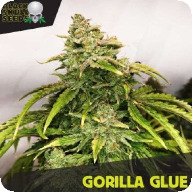 Black  Skull  Cannabis  Seeds  Gorilla  Glue