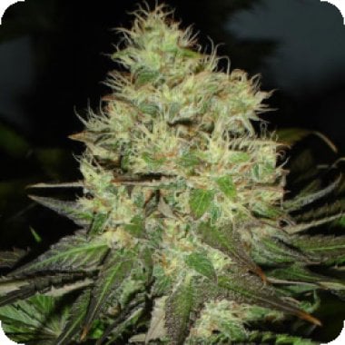Black  Skull  Cannabis  Seeds  Jack  Herer
