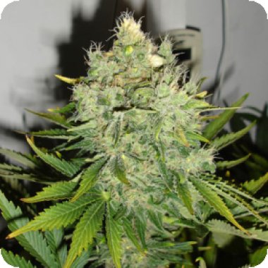 Black  Skull  Cannabis  Seeds  Pepperjack  Haze