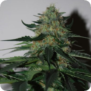 Black  Skull  Cannabis  Seeds  Pineapple  Gum