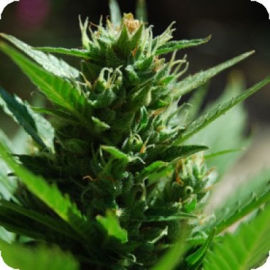 Black  Skull  Cannabis  Seeds  Skull  Ryder
