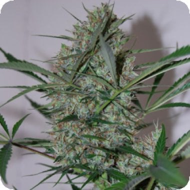 Black  Skull  Cannabis  Seeds  Speed  Haze