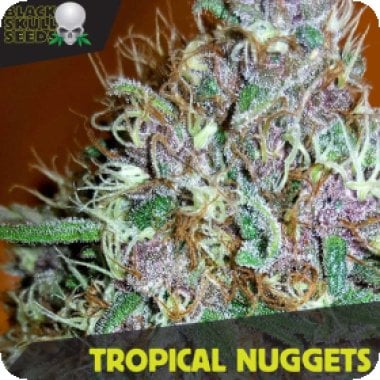Black  Skull  Cannabis  Seeds  Tropical  Nuggets