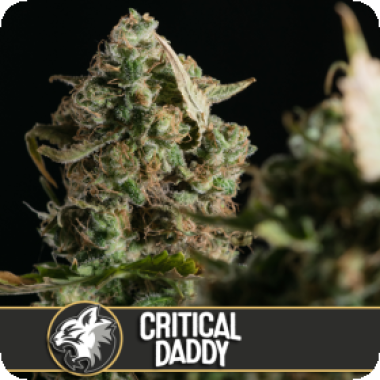 Blim Burn Cannabis Seeds Critical Daddy Purple