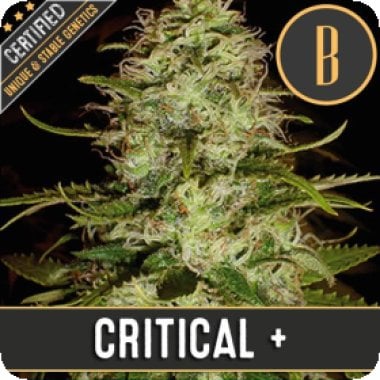 Blim Burn Cannabis Seeds Critical