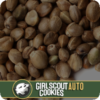 Blim Burn Cannabis Seeds Girl Scout Cookies Auto