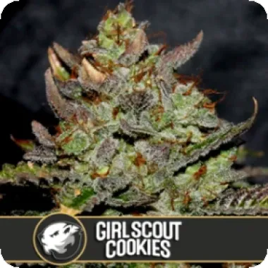 Blim Burn Cannabis Seeds Girl Scout Cookies