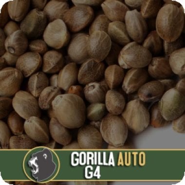 Blim Burn Cannabis Seeds Gorilla G4 Auto