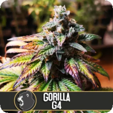 Blim Burn Cannabis Seeds Gorilla G4