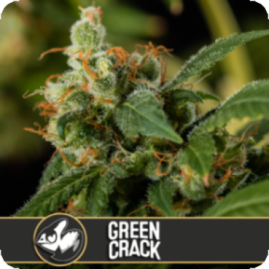 Blim Burn Cannabis Seeds Green Crack