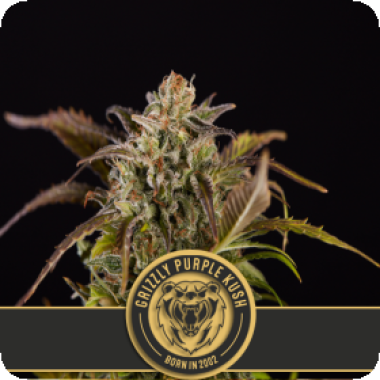 Blim Burn Cannabis Seeds Grizzly Purple Kush