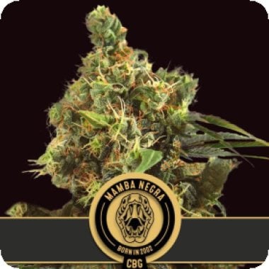 Blim Burn Cannabis Seeds Mamba Negra Cbg