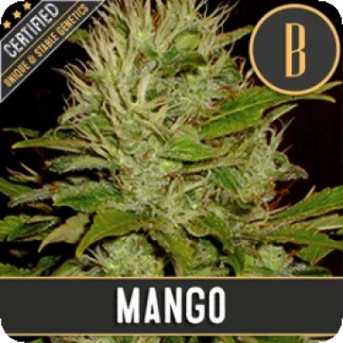 Blim Burn Cannabis Seeds Mango