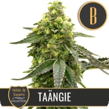 Blim Burn Cannabis Seeds Nikki Swami S Taangie