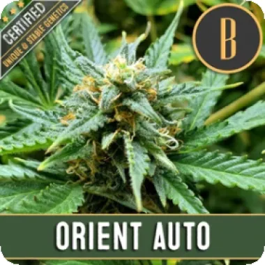 Blim  Burn  Cannabis  Seeds  Orient  Automatic
