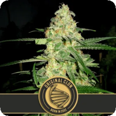 Blim Burn Cannabis Seeds Original Clon