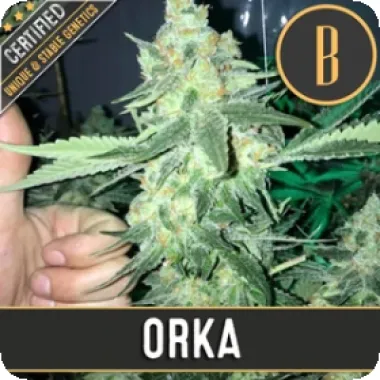 Blim Burn Cannabis Seeds Orka