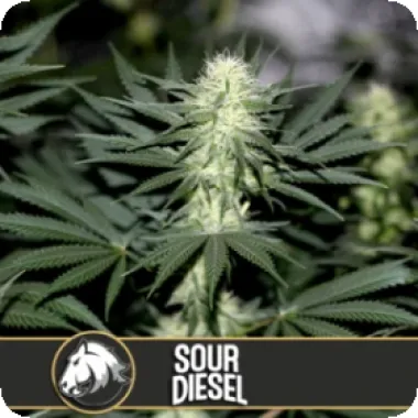 Blim Burn Cannabis Seeds Sour Diesel