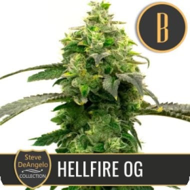 Blim Burn Cannabis Seeds Steve S Hellfire Og