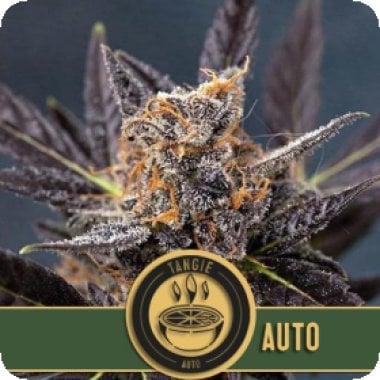 Blim Burn Cannabis Seeds Tangie Auto