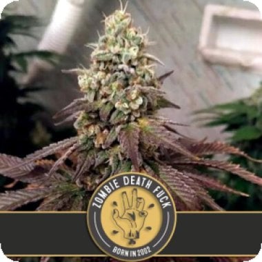 Blim Burn Cannabis Seeds Zombie Death Fuck
