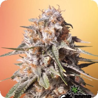 Bomb Cannabis Seeds Baked Bomb Auto