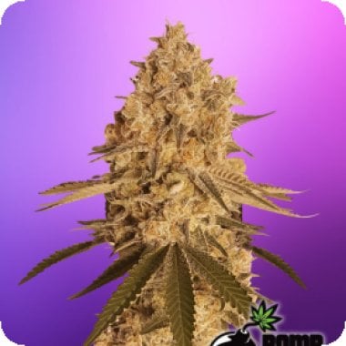 Bomb Cannabis Seeds Baked Bomb
