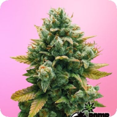 Bomb Cannabis Seeds Godfather Bomb