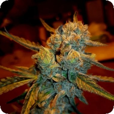 Bsb Genetics Cannabis Seeds Amnesia Haze