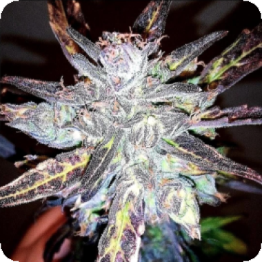 Bsb  Genetics  Cannabis  Seeds  Anthrax  Auto