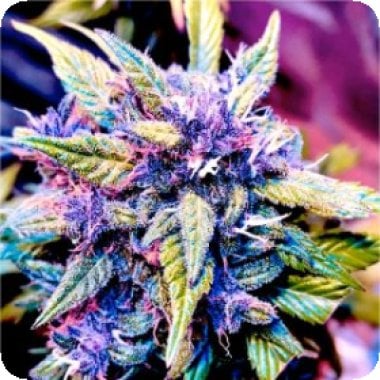 Bsb  Genetics  Cannabis  Seeds  Blackberry  Rocks