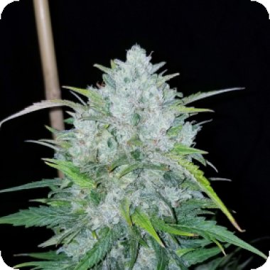 Bsb Genetics Cannabis Seeds Bruce Banner Auto