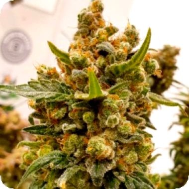 Bsb  Genetics  Cannabis  Seeds  Bruce  Banner