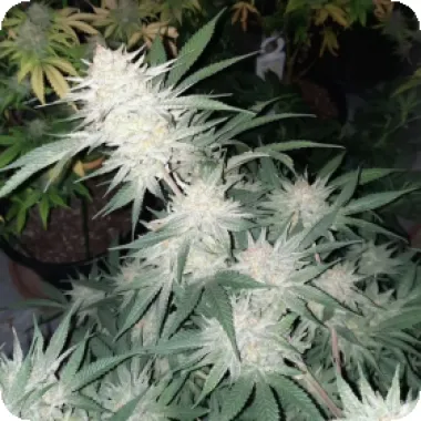 Bsb  Genetics  Cannabis  Seeds  Collectors  Edition  Cherry  Punch
