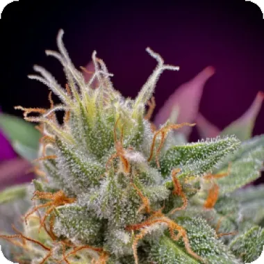 Bsb Genetics Cannabis Seeds Collectors Edition Mac 1