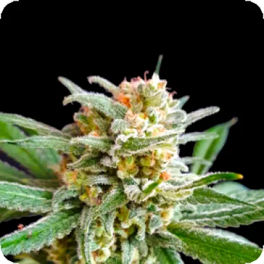 Bsb Genetics Cannabis Seeds Collectors Edition Slurricane