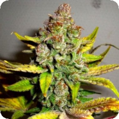 Bsb  Genetics  Cannabis  Seeds  Gorilla  Glue 4