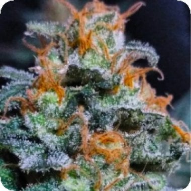 Bsb  Genetics  Cannabis  Seeds  Lemon  Haze