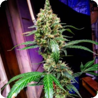 Bsb Genetics Cannabis Seeds Manderine Dream Xl Auto