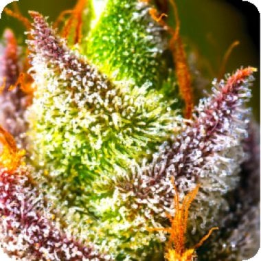 Bsb  Genetics  Cannabis  Seeds  Mimosa