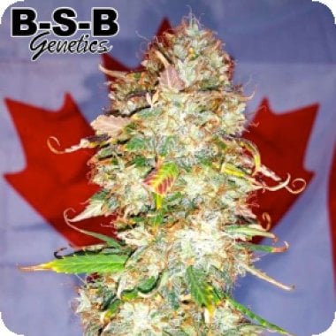 Bsb  Genetics  Cannabis  Seeds  Northern  Big  Bud  Auto
