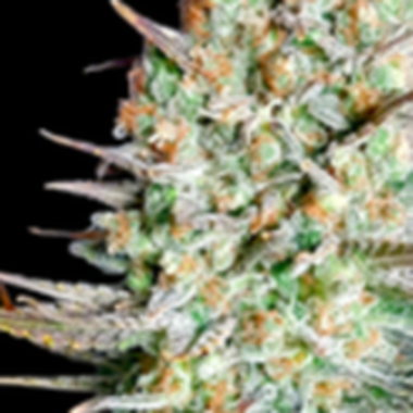 Bsb  Genetics  Cannabis  Seeds  Northern  Lights